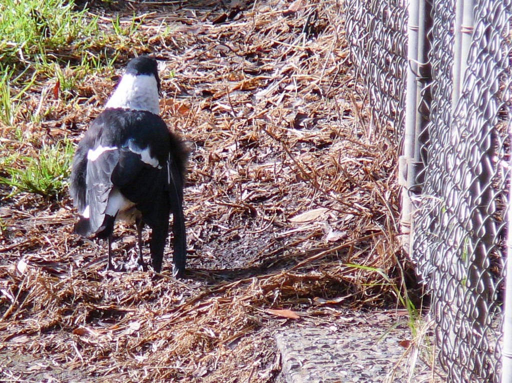 Magpie with broken wing near the Bunya Crescent gate.  Spends its time fossicking for food in the Pa
