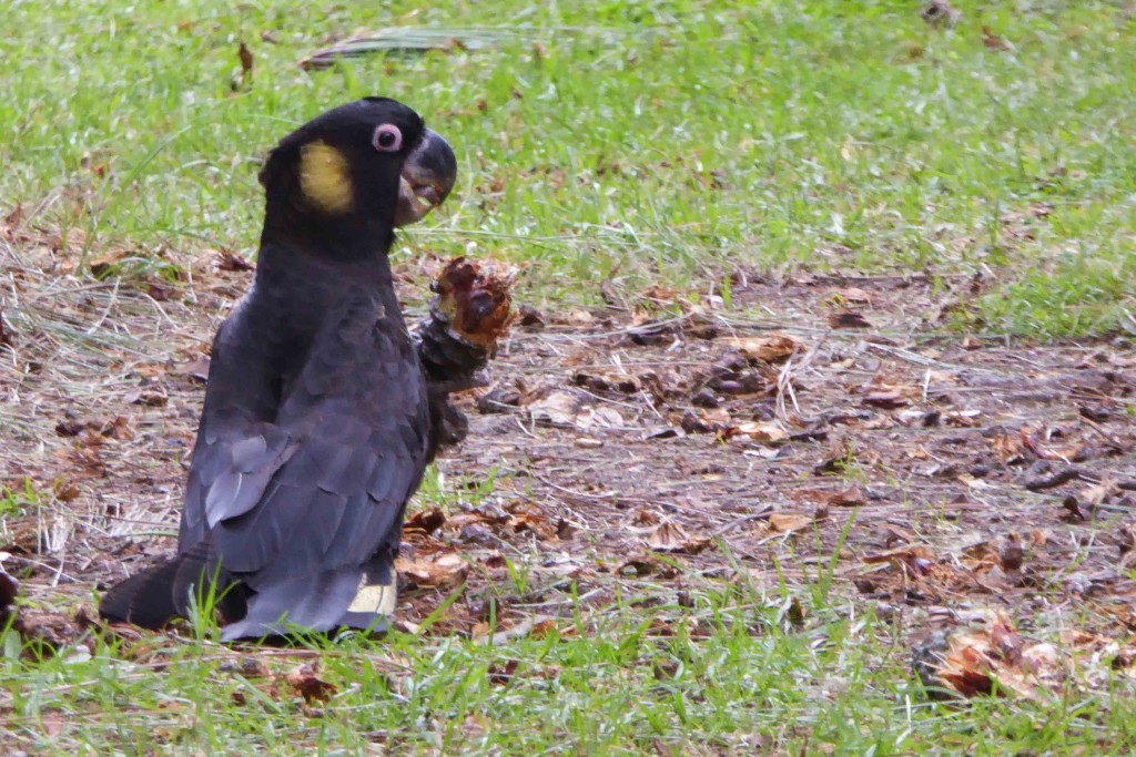 Yellow Tailed Black Cockatoo eating Scots Pine cones.  10th April, 2015