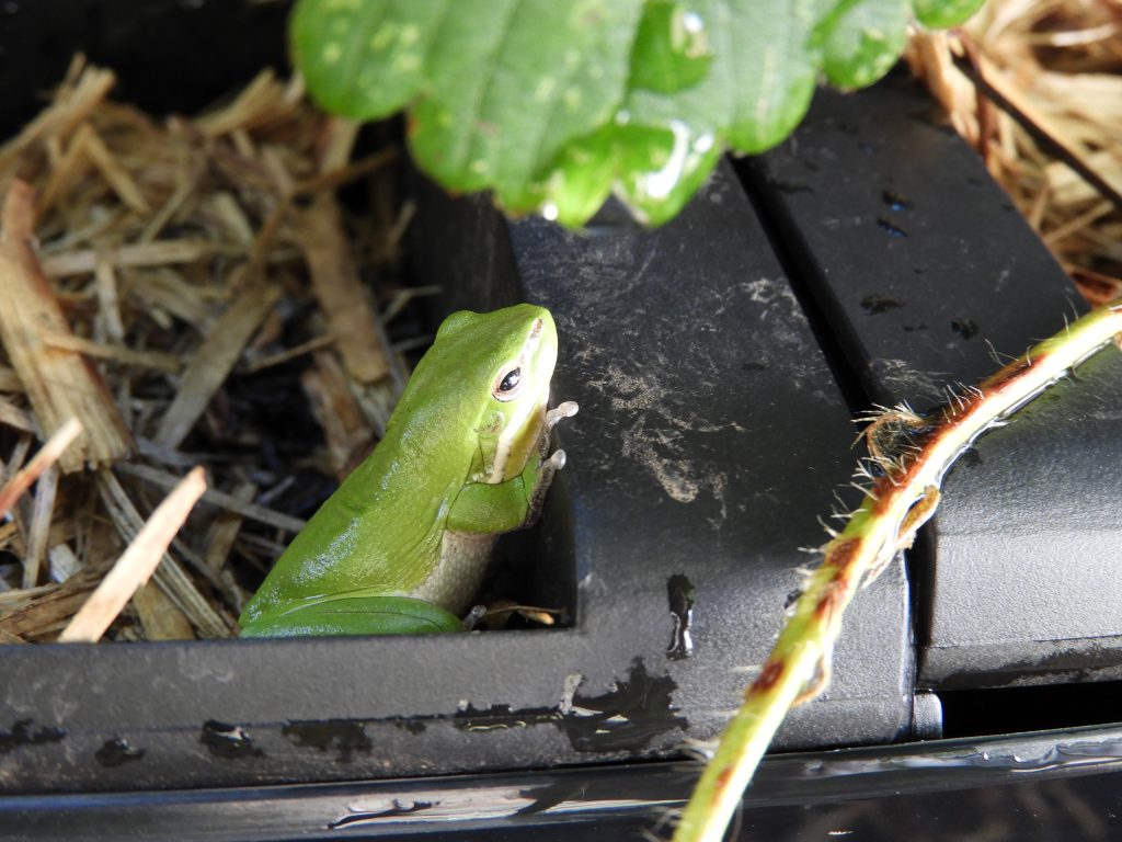 Frog