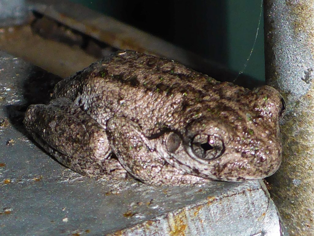 Frog in park