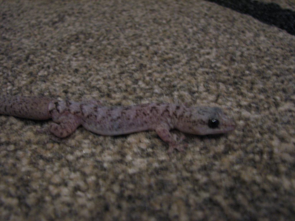 Gecko made its way inside