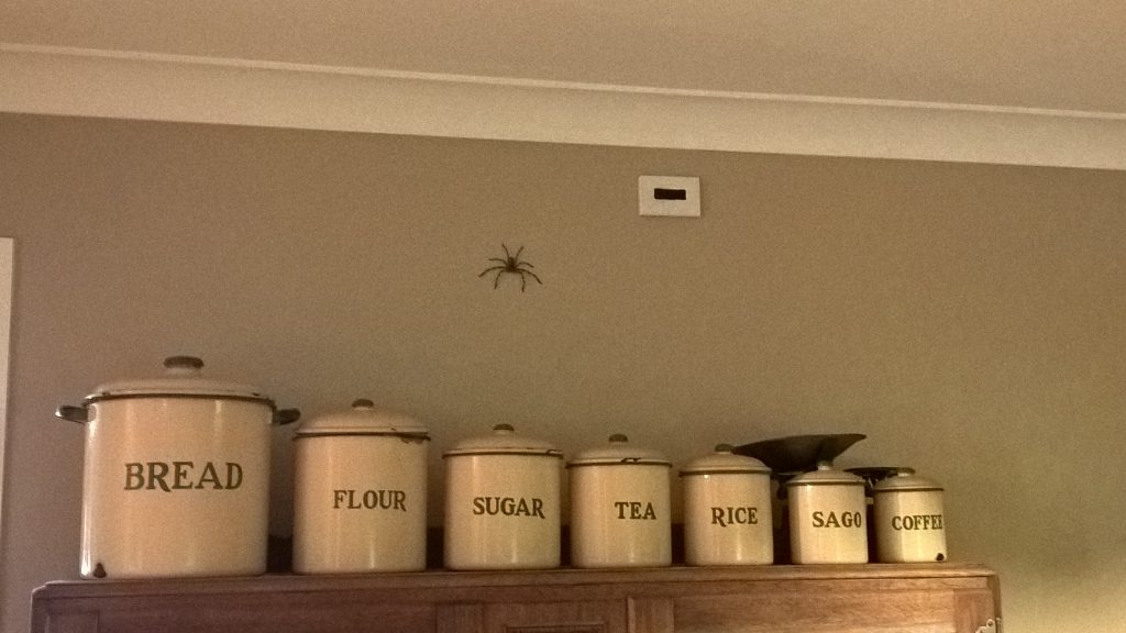 Huntsman spiders are big in this part of town