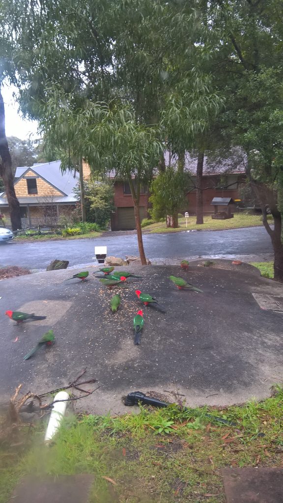 King Parrots